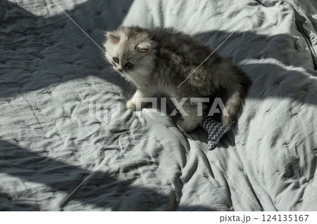 A Playful Kitten with Fluffy Fur Exploring Its Cozy Environment on a Soft, Textured Blanket Under Bright Natural Light A Playful Kitten with Fluffy Fur Exploring Its Cozy Environment on a Soft, Textured Blanket Under Bright Natural Light 124135167