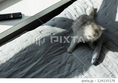 Cute Playful Kitten Having Fun with a Fish Toy on a Soft Blanket in a Cozy Indoor Setting with a Remote Control Nearby 124135170