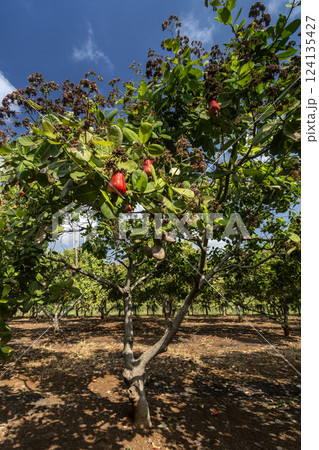 cashew trees and fruit at organic farm in thailand 124135427