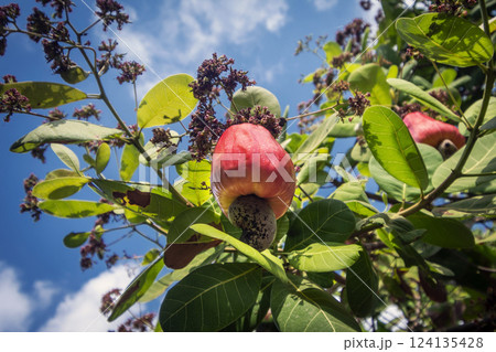 cashew trees and fruit at organic farm in thailand 124135428