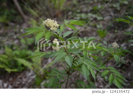 春、咲き始めたサワフタギ 124135472