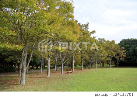 秋の公園　色づく雑木林 124135701