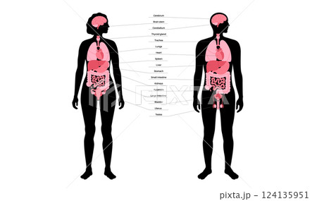 Human internal organs 124135951