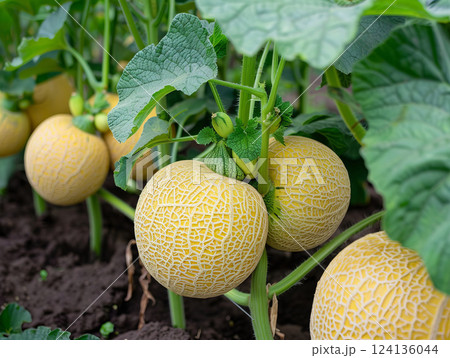 Close-up of cantaloupe melons growing on vines in a greenhouse. 124136044