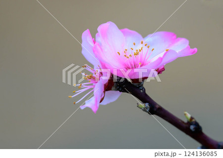 桜より一足早く開花したアーモンドの花 124136085