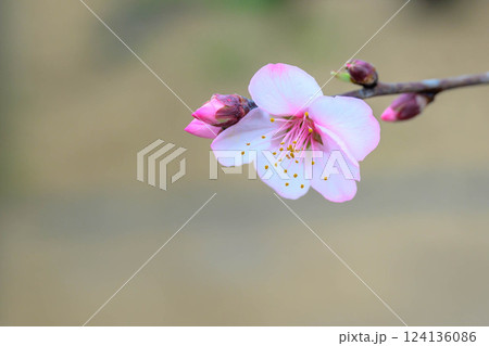 桜より一足早く開花したアーモンドの花 桜より一足早く開花したアーモンドの花 124136086