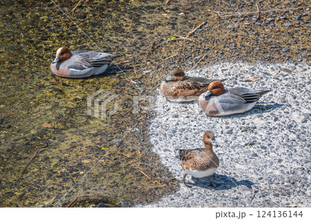 川岸でくつろぐヒドリガモ 京都市賀茂川 川岸でくつろぐヒドリガモ 京都市賀茂川 124136144
