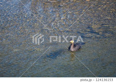 カワウ　賀茂川　京都市 124136153