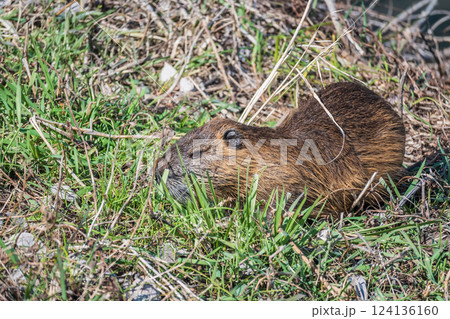 ヌートリア 124136160