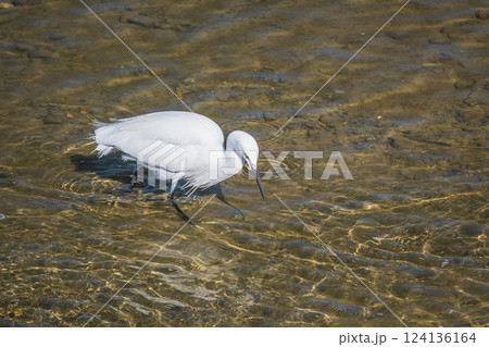 賀茂川で餌を探すシラサギ（コサギ）　京都市 124136164