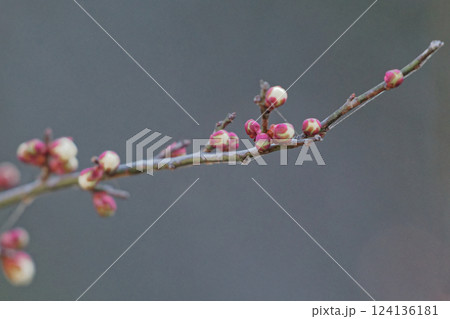 早春の花 バラ科ウメの蕾 124136181