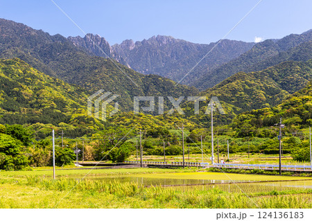 世界自然遺産永田岳と田んぼ　屋久島(春 124136183