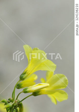 黄色いカタバミの花 124136210