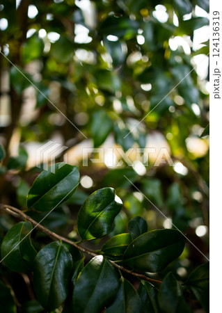 Sunlit green leaves with soft bokeh background Sunlit green leaves with soft bokeh background 124136319