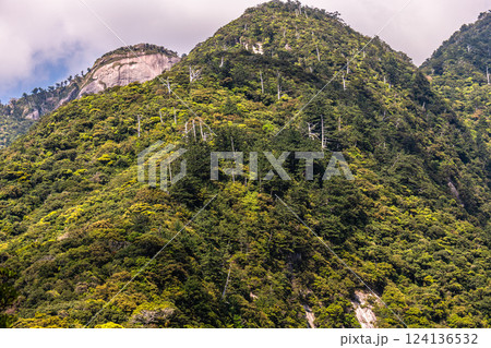 新緑若葉　急峻な山　世界自然遺産屋久島(春 124136532