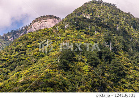 新緑若葉 急峻な山 世界自然遺産屋久島(春 新緑若葉 急峻な山 世界自然遺産屋久島(春 124136533
