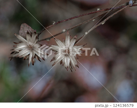 キク科の木本 コウヤボウキの枯れた筒状花総苞 キク科の木本 コウヤボウキの枯れた筒状花総苞 124136579