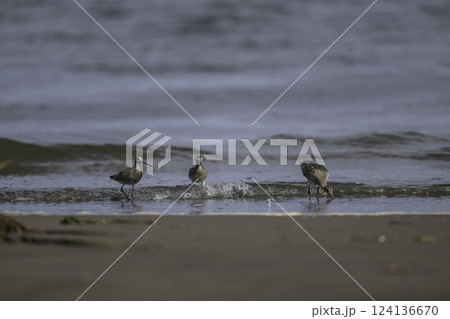 海岸に現れたオオソリハシシギ 海岸に現れたオオソリハシシギ 124136670