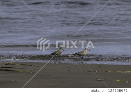 海岸に現れたオオソリハシシギ 海岸に現れたオオソリハシシギ 124136671