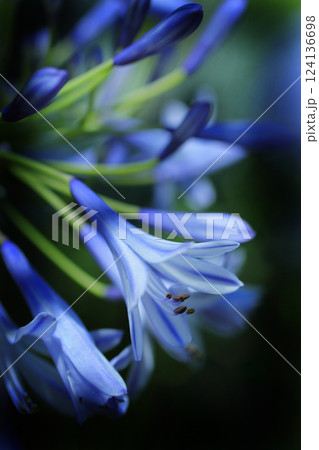 青いムラサキクンシランの花 青いムラサキクンシランの花 124136698