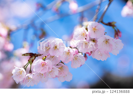 開花したばかりの桜 124136888