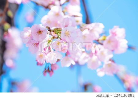 開花したばかりの桜 124136893