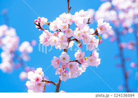 開花したばかりの桜 124136894