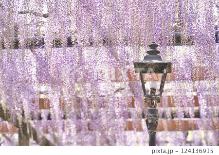 満開の藤とレトロな街灯③ 124136915