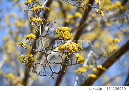 サンシュユ 124136950