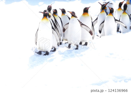旭山動物園ペンギンの雪中散歩 124136966