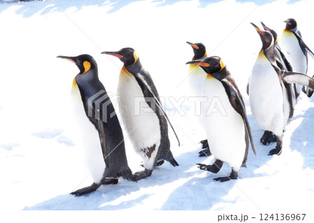旭山動物園ペンギンの雪中散歩 124136967