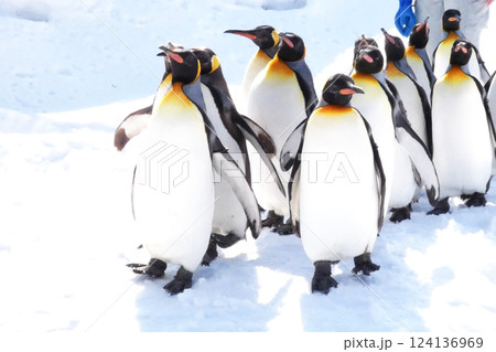 旭山動物園ペンギンの雪中散歩 124136969