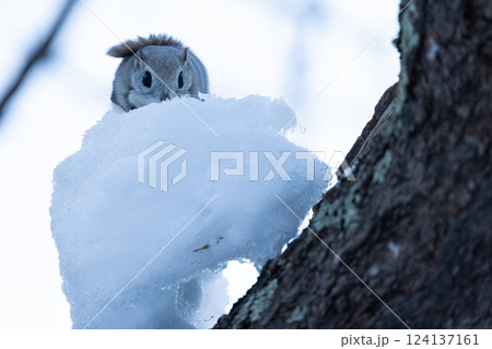 エゾモモンガ 124137161