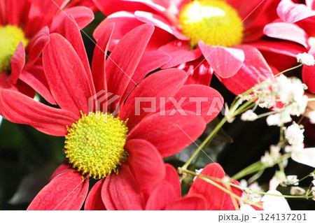 The Vibrant Red Flowers with their Bright Yellow Centers are in Full Bloom and Flourishing 124137201