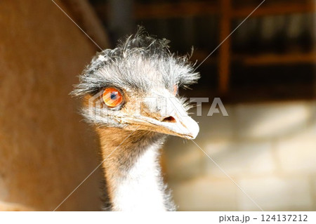 A closeup view of an incredibly curious emu showcasing its strikingly bright orange eyes A closeup view of an incredibly curious emu showcasing its strikingly bright orange eyes 124137212