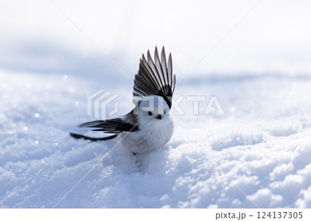 シマエナガ 124137305