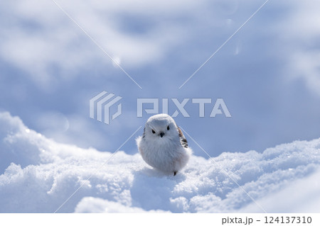 シマエナガ 124137310