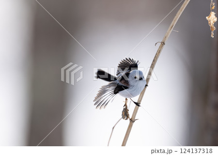 シマエナガ 124137318