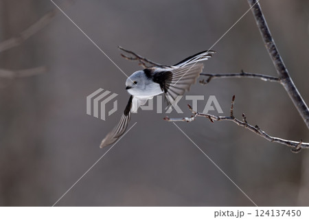 シマエナガ 124137450