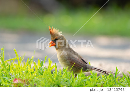 Female Northern cardinal is feeding on the ground in green grass. Female Northern cardinal is feeding on the ground in green grass. 124137484