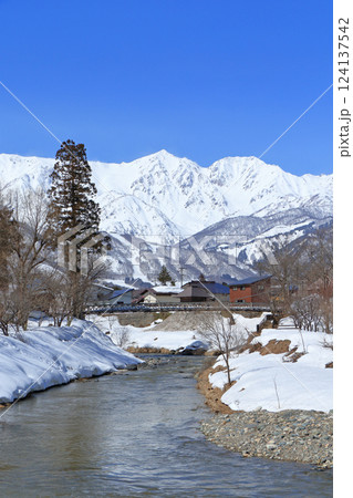 3月早春の大出公園と北アルプス 白馬村 124137542