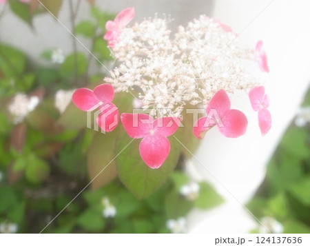 額紫陽花 124137636