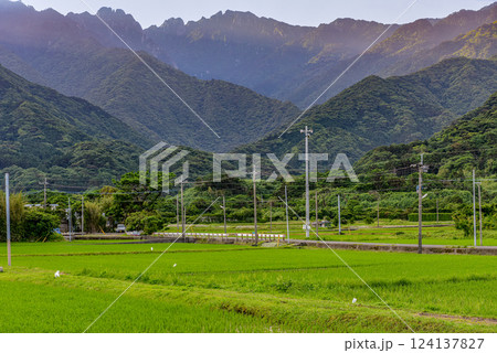 世界自然遺産永田岳と田んぼ 洋上アルプス屋久島(春 世界自然遺産永田岳と田んぼ 洋上アルプス屋久島(春 124137827