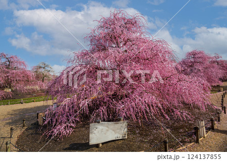 満開になったピンク色のシダレザクラ 124137855
