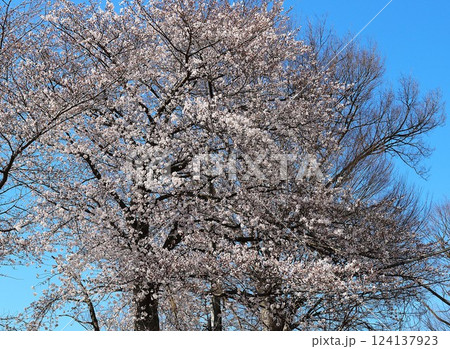 青空と古木から咲く満開の桜 穏やかな春の日 青空と古木から咲く満開の桜 穏やかな春の日 124137923