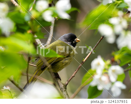 The collared finchbill ( Spizixos semitorques ) is ingesting flowers from a tree The collared finchbill ( Spizixos semitorques ) is ingesting flowers from a tree 124137931