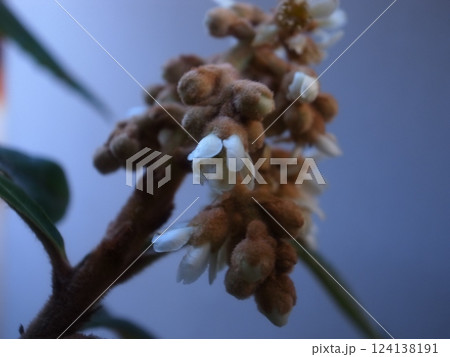 ビワの花 124138191