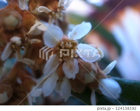 ビワの花 ビワの花 124138192