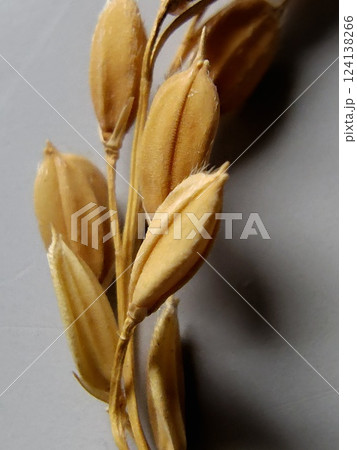 稲です。 124138266