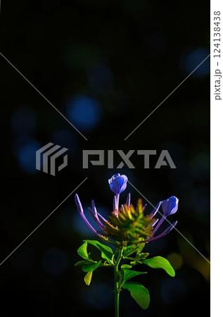 暗闇に浮かぶ青いルリマツリの花 124138438